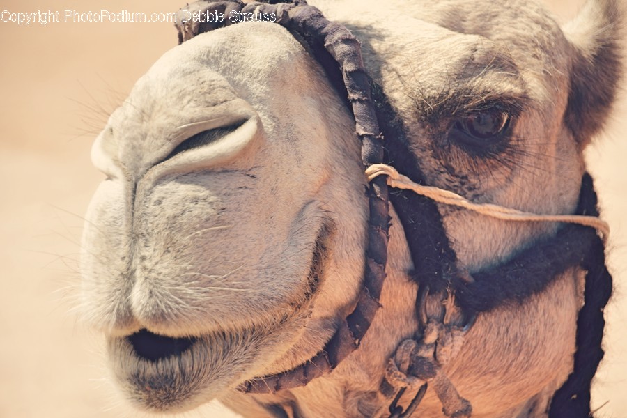 Animal, Camel, Mammal, Head, Portrait