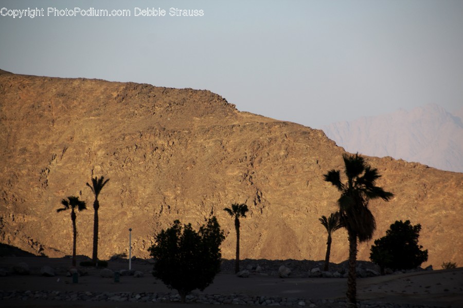 Palm Tree, Plant, Tree, Desert, Outdoors