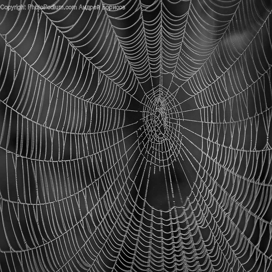 Insect, Spider Web, Arachnid, Garden Spider, Invertebrate