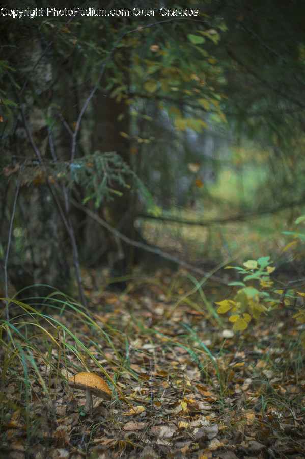 Forest, Jungle, Rainforest, Vegetation, Field