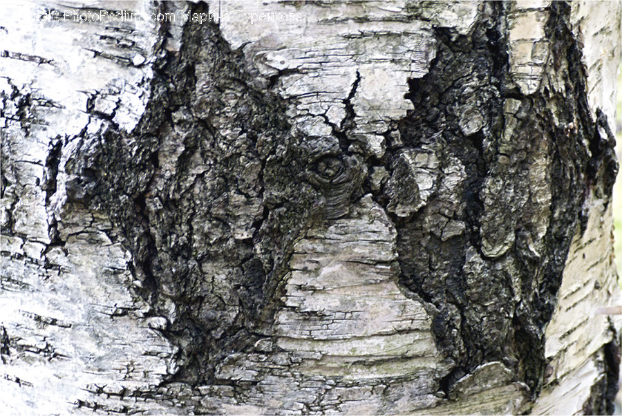 Tree Trunk, Birch, Tree, Wood, Oak