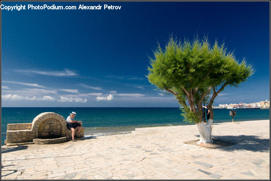 Beach, Coast, Outdoors, Sea, Water, Palm Tree, Plant