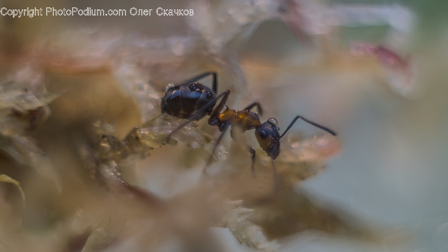 Ant, Insect, Invertebrate, Smoke, Amphibian