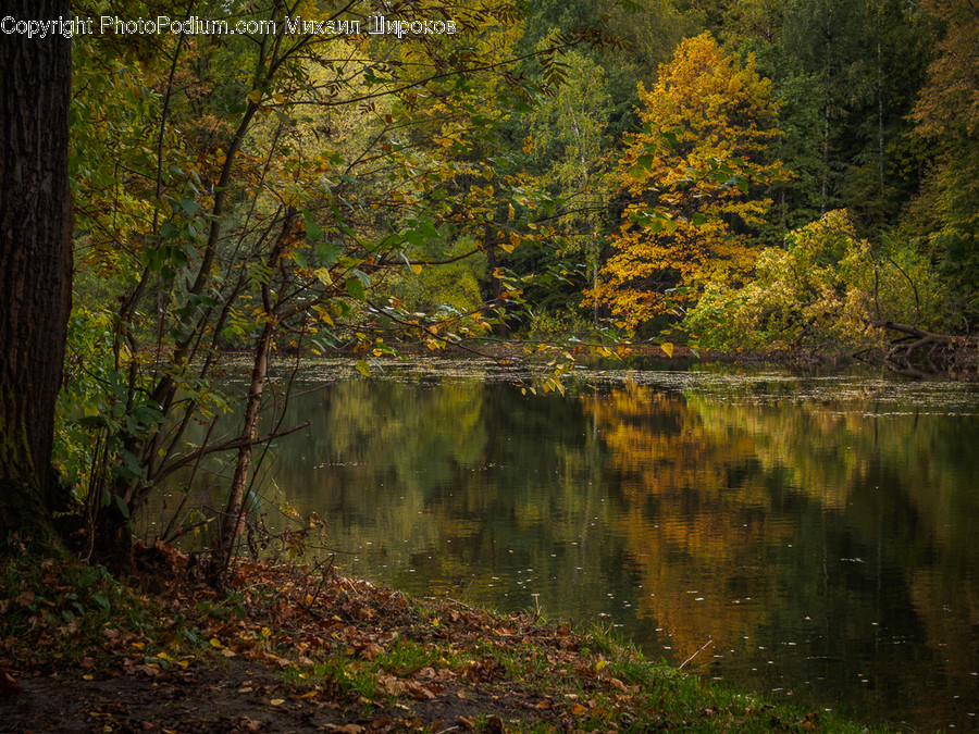 Forest, Vegetation, Jungle, Rainforest, Grove