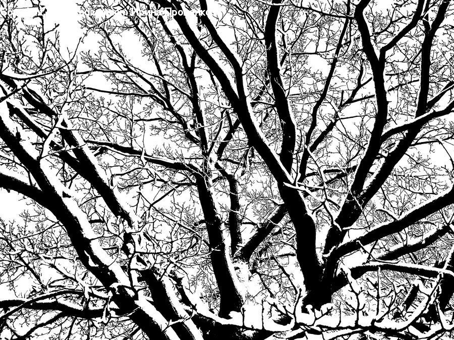 Plant, Tree, Oak, Wood, Birch, Forest, Vegetation