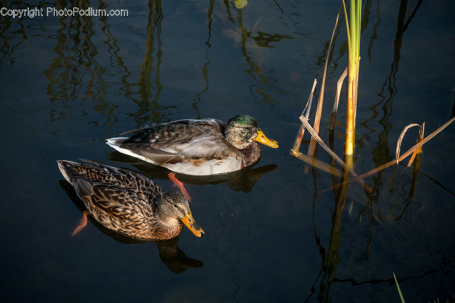 Outdoors, Ripple, Water, Animal, Bird
