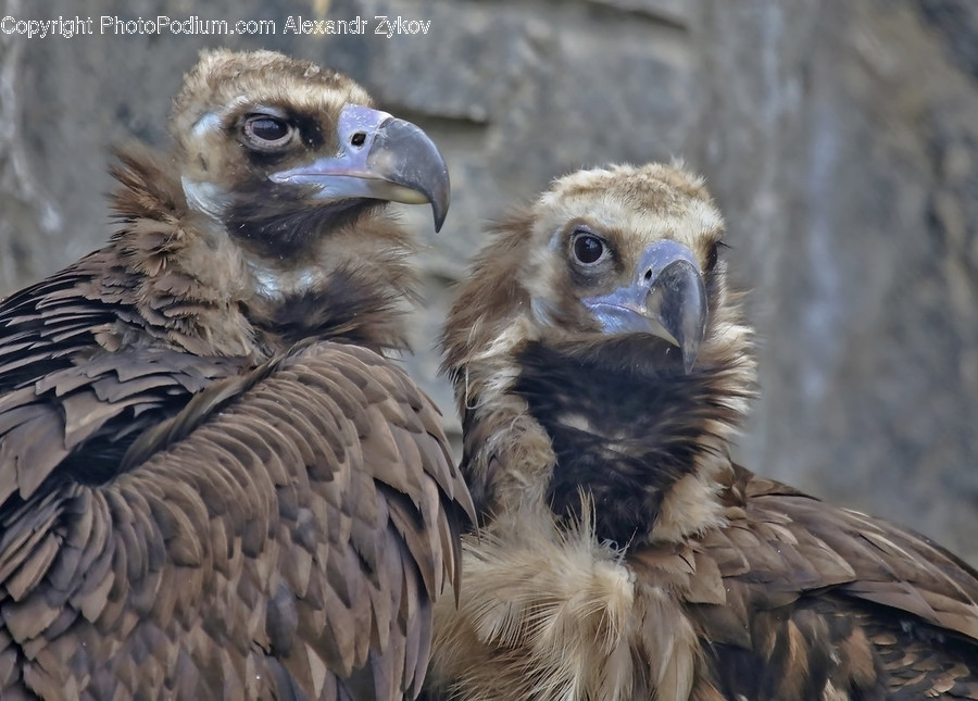 Animal, Bird, Hawk, Vulture, Beak