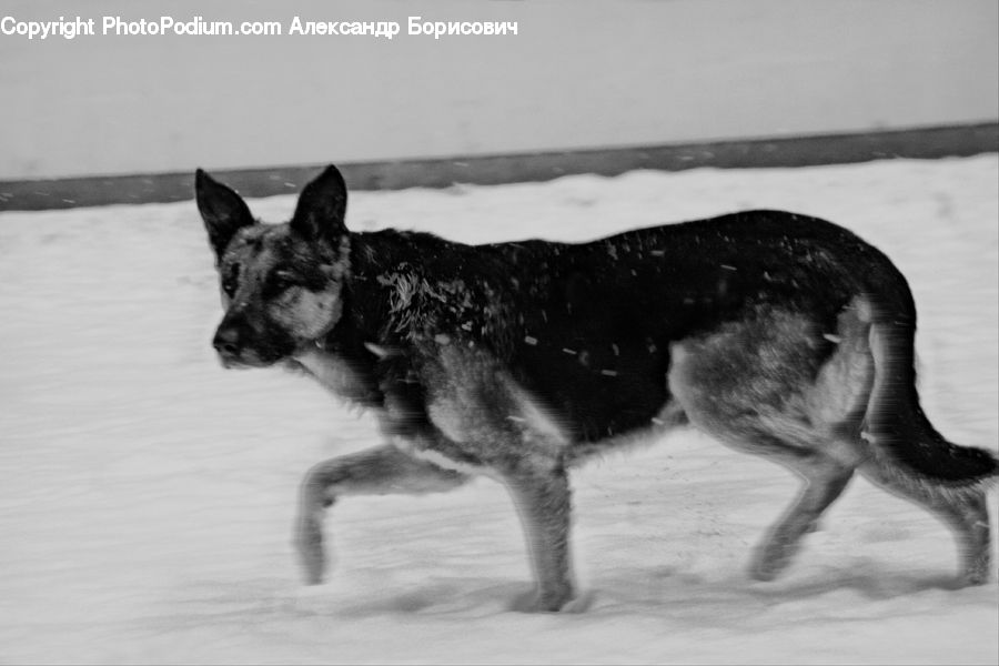 Animal, Canine, Dog, German Shepherd, Mammal, Pet