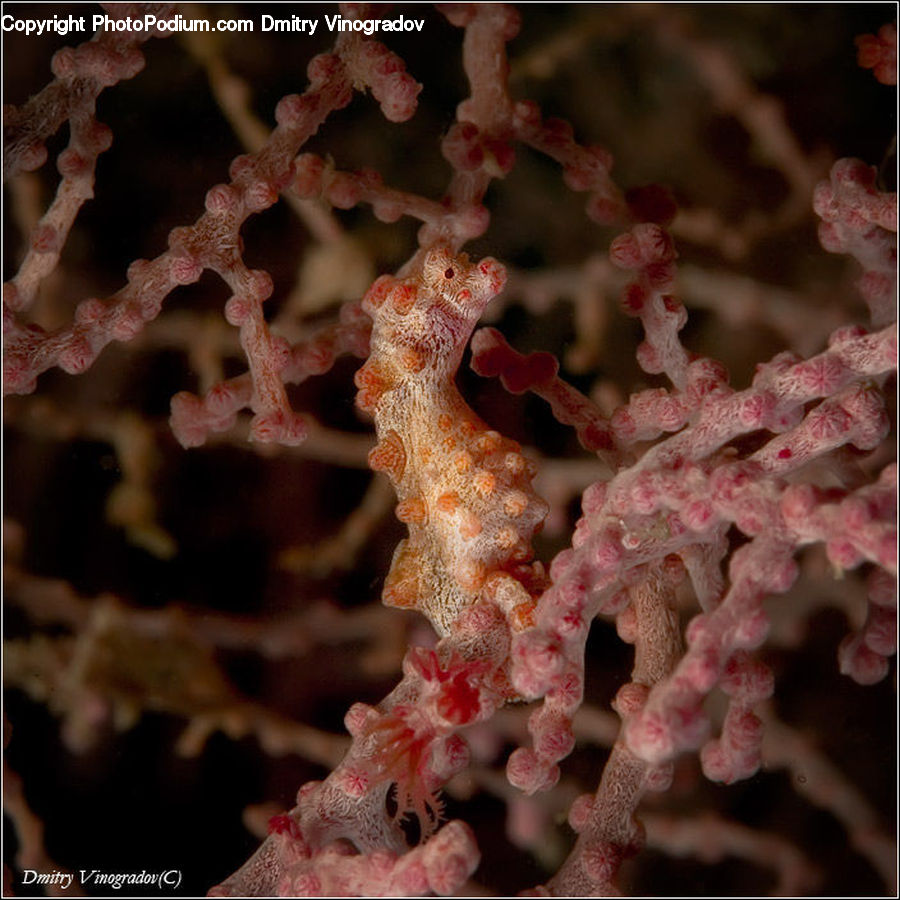 Frost, Ice, Outdoors, Snow, Mammal, Sea Life, Seahorse