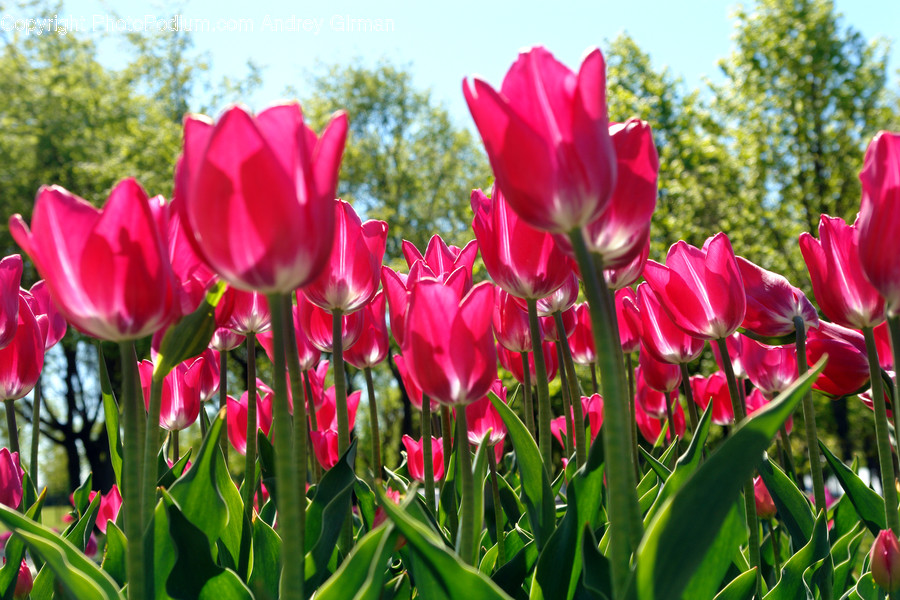 Blossom, Flora, Flower, Plant, Tulip