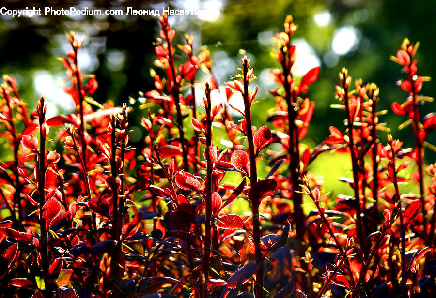 Blossom, Flora, Flower, Plant, Bush, Vegetation, Field