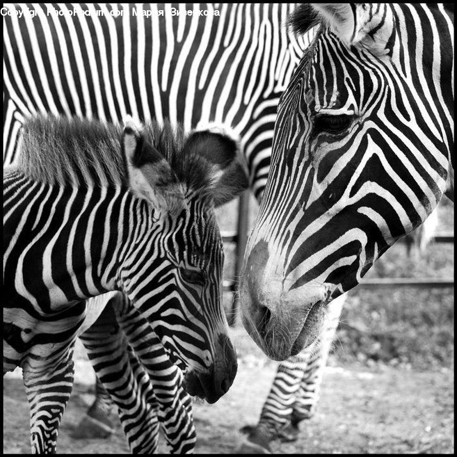 Animal, Mammal, Zebra