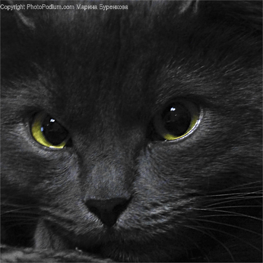 Animal, Black Cat, Cat, Mammal, Pet