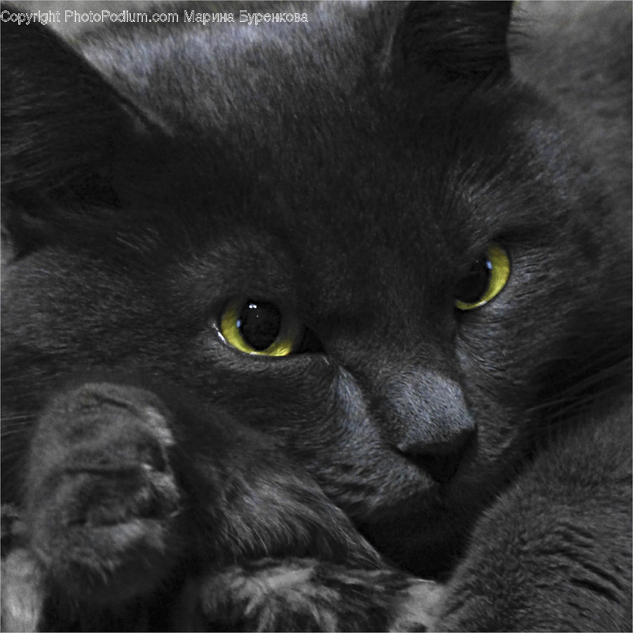 Animal, Adorable