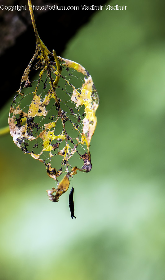 Animal, Mammal, Sea Life, Seahorse, Droplet