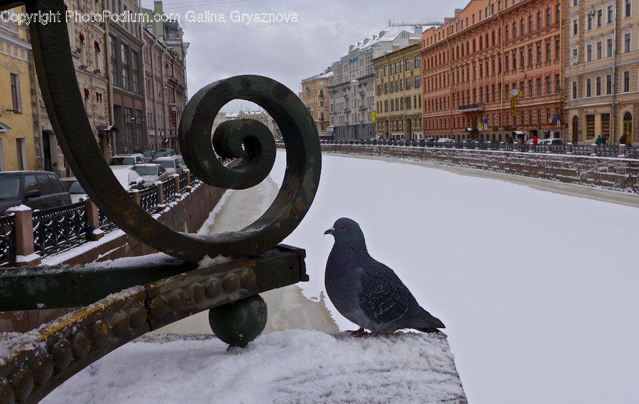 Animal, Bird, Pigeon, Dove, Cake