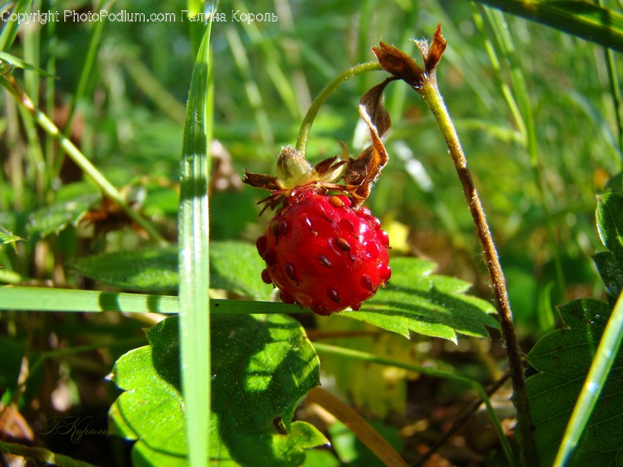 Flora, Food, Fruit, Plant, Produce