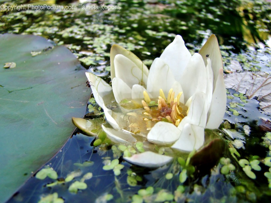 Blossom, Flora, Flower, Lily, Plant