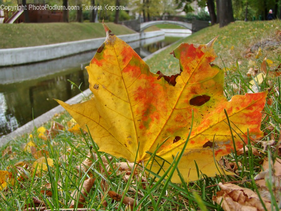 Flora, Leaf, Maple Leaf, Plant, Maple