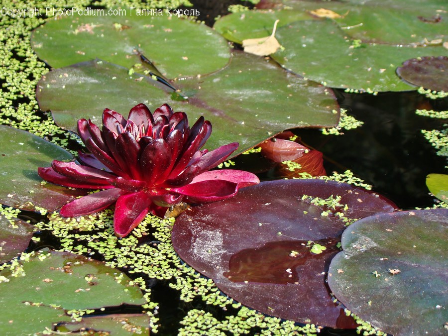 Blossom, Flora, Flower, Lily, Plant