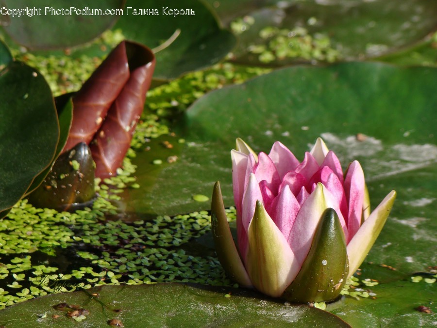 Blossom, Flora, Flower, Lily, Plant