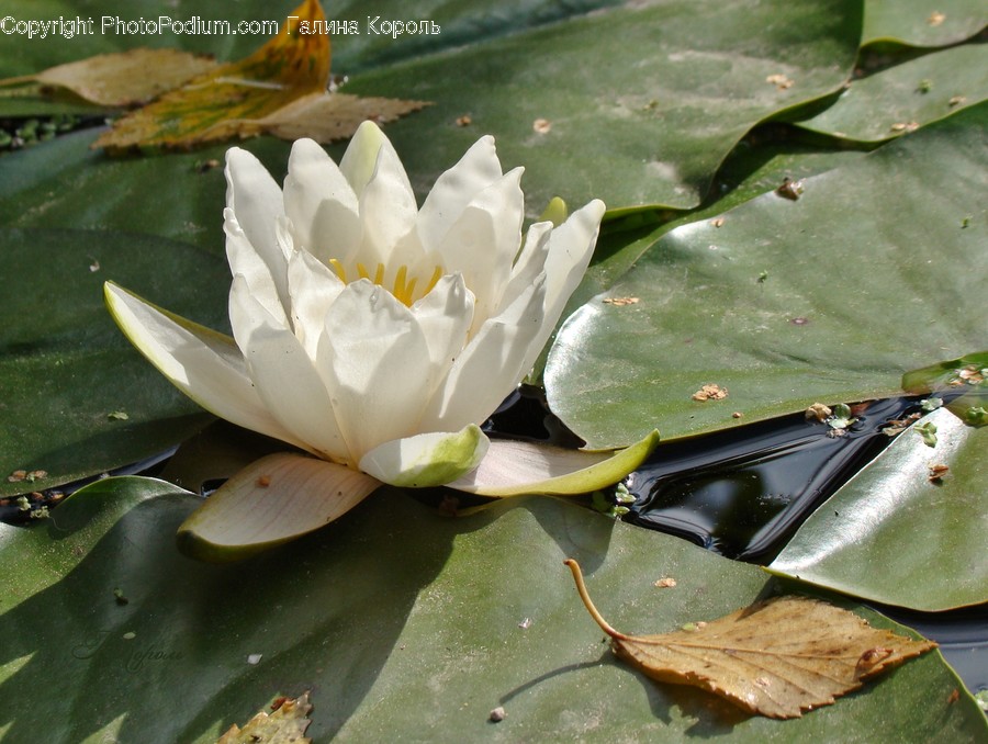 Blossom, Flora, Flower, Lily, Plant