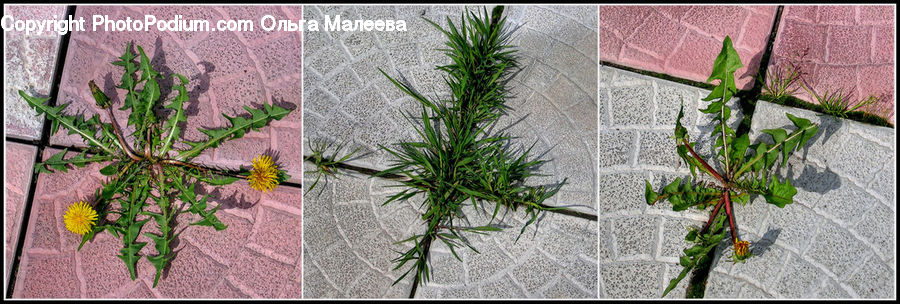Herbal, Herbs, Plant, Planter, Dill, Applique, Sewing