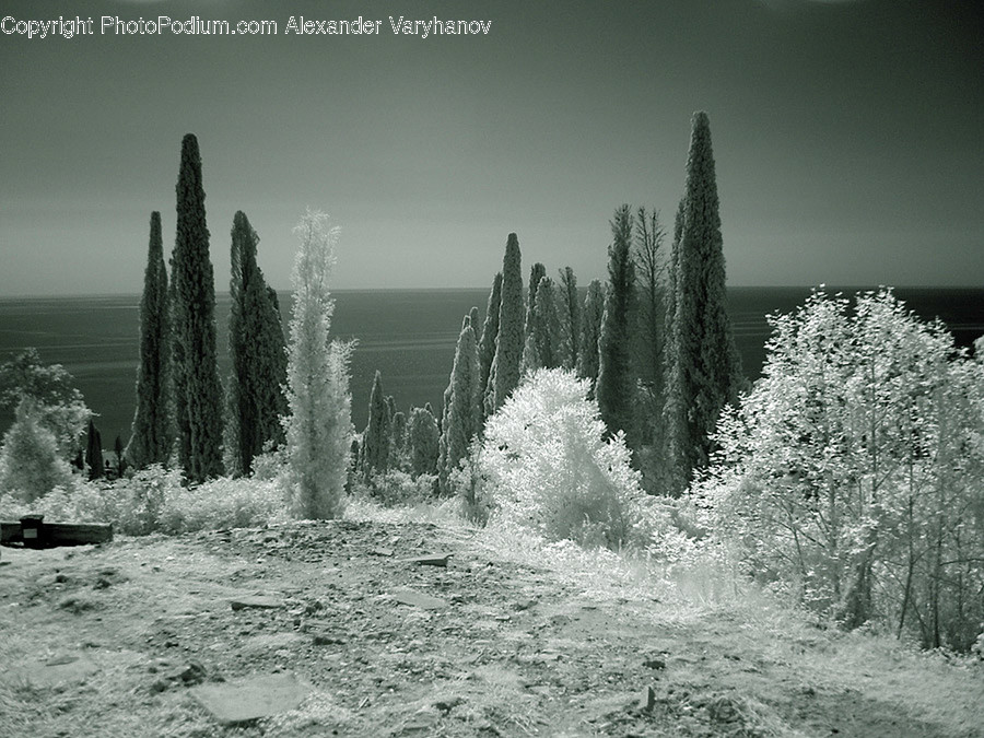 Frost, Ice, Outdoors, Snow, Abies