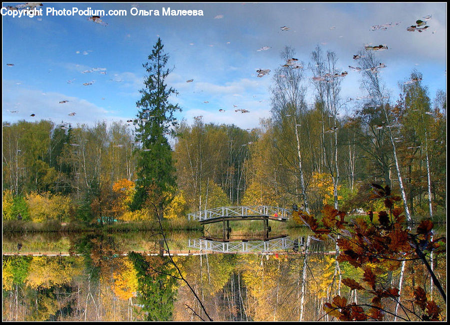 Land, Marsh, Pond, Swamp, Water, Outdoors, Plant