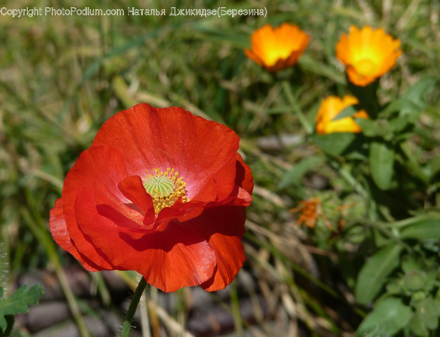 Blossom, Flora, Flower, Plant, Poppy