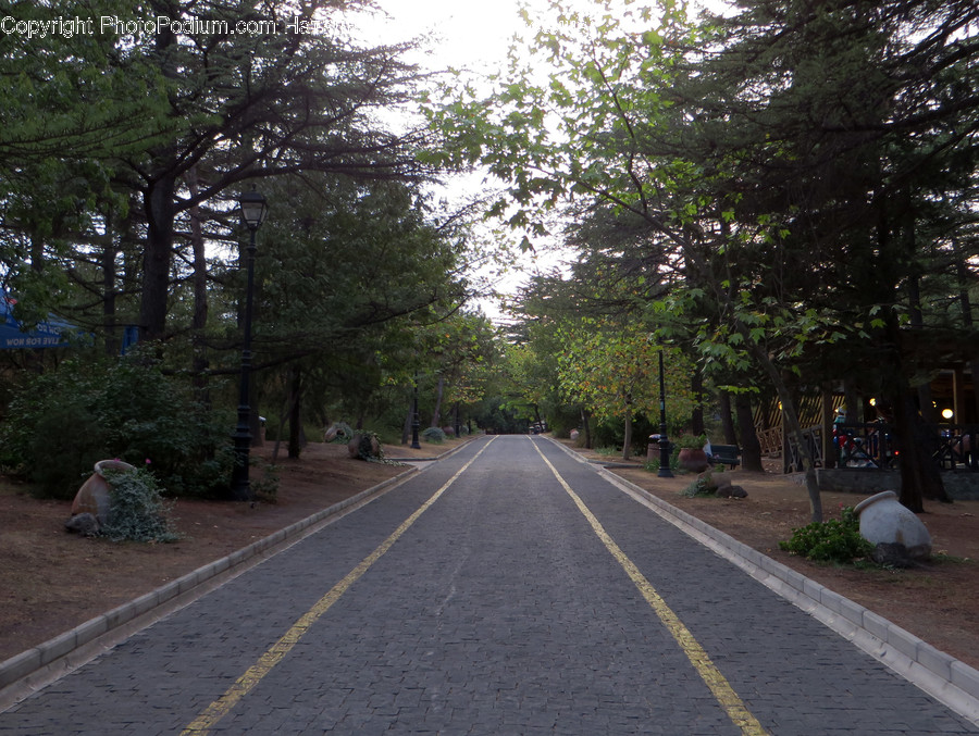 Dirt Road, Gravel, Road, Path, Conifer