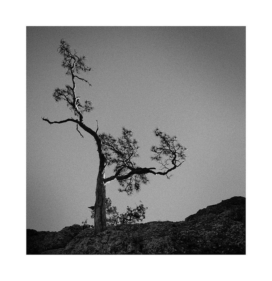 Plant, Tree, Oak, Wood, Bonsai, Potted Plant, Silhouette