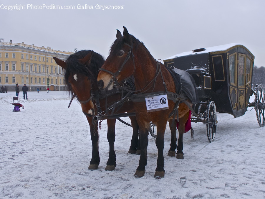 Animal, Horse, Mammal, Carriage, Transportation