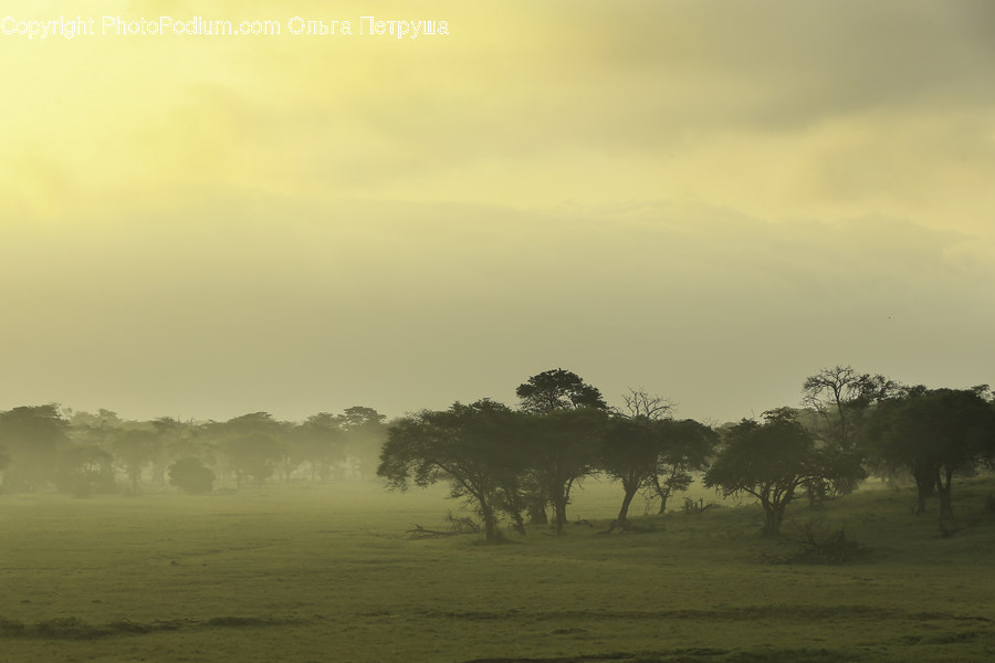 Fog, Nature, Weather, Flora, Plant