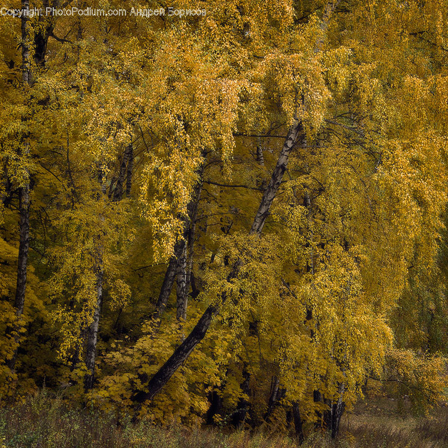 Conifer, Flora, Plant, Tree, Forest