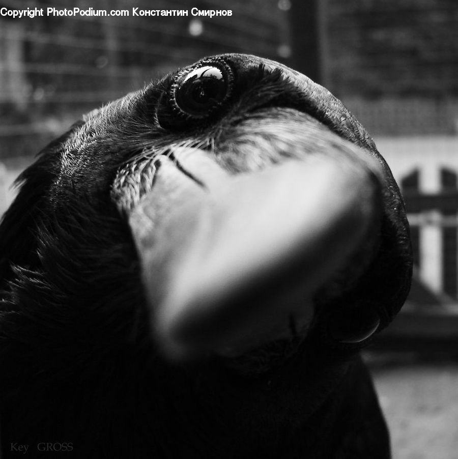 Beak, Bird, Head, Portrait, Female, Person, Selfie