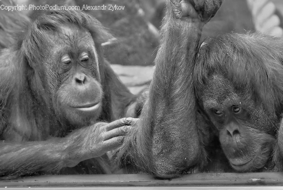 Animal, Ape, Mammal, Monkey, Wildlife