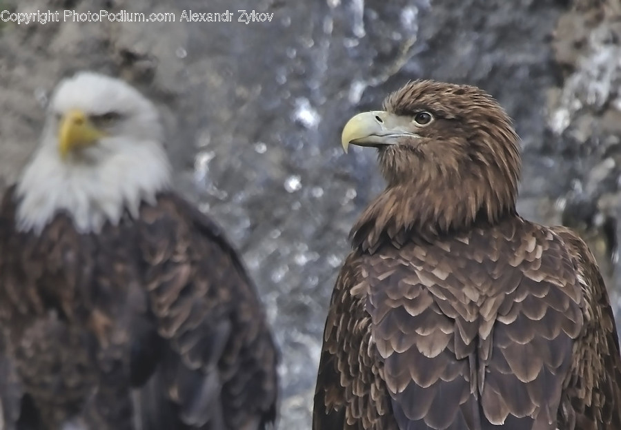 Animal, Bird, Eagle, Beak, Bald Eagle