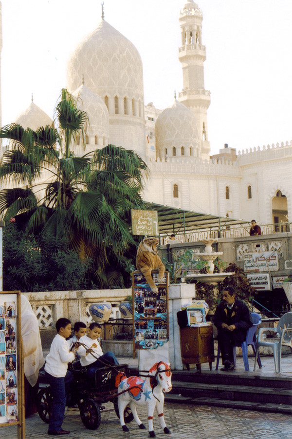 Human, People, Person, Arecaceae, Flora