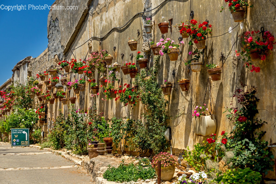 Flora, Jar, Plant, Potted Plant, Pottery