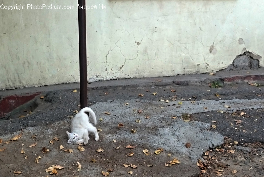 Animal, Canine, Dog, Eskimo Dog, Mammal