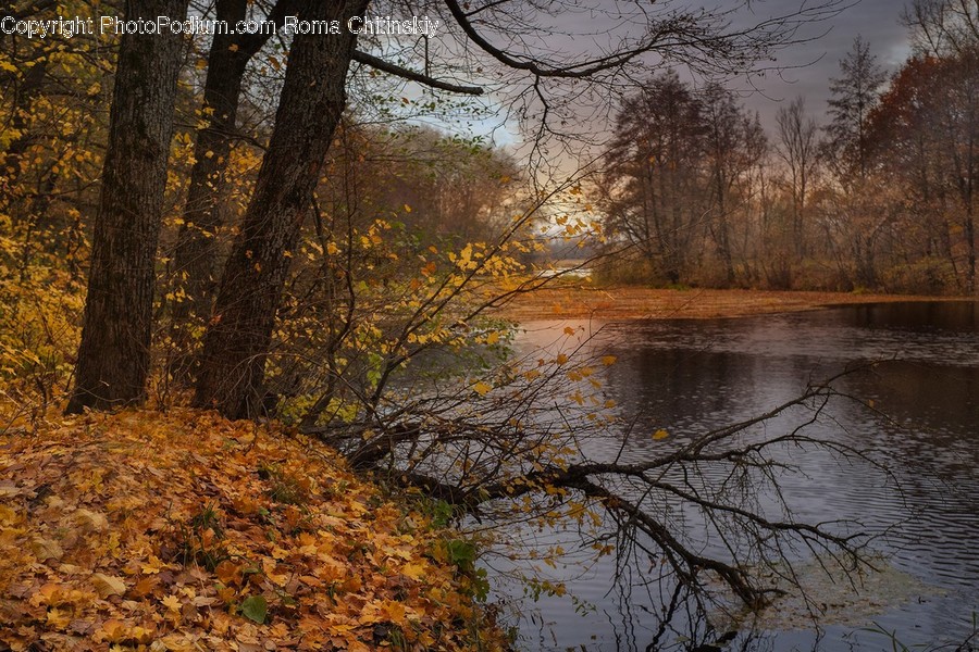 Outdoors, River, Water, Flora, Forest