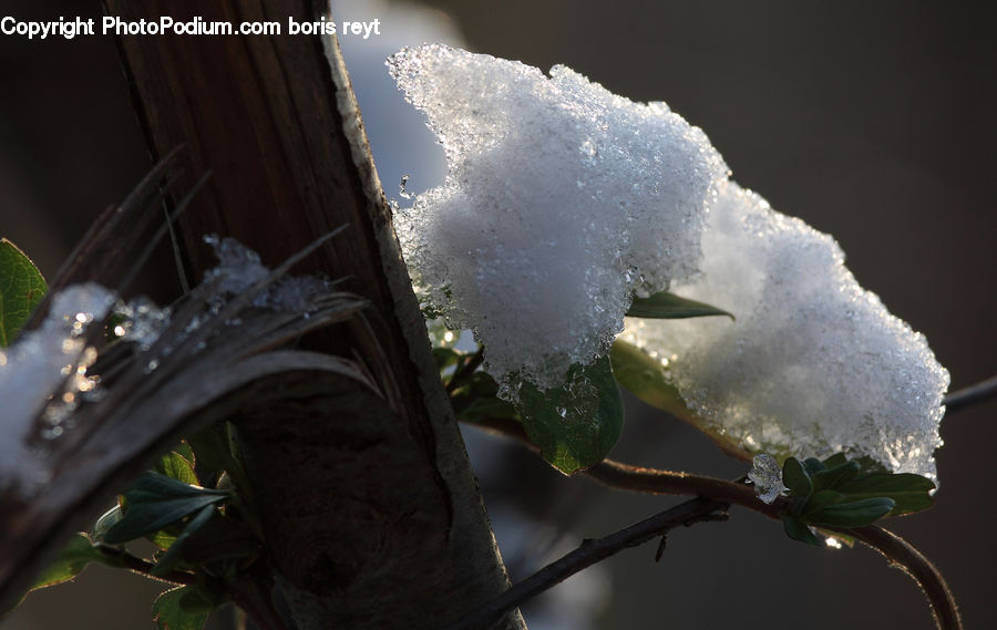 Flora, Flower, Hibiscus, Plant, Poppy, Frost, Ice