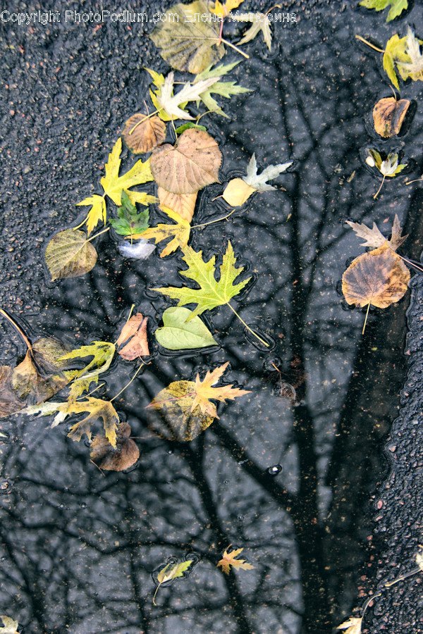 Path, Pavement, Sidewalk, Walkway, Fungus