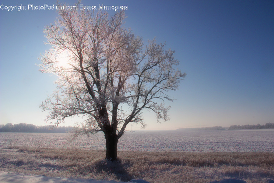 Flora, Oak, Plant, Tree, Dawn