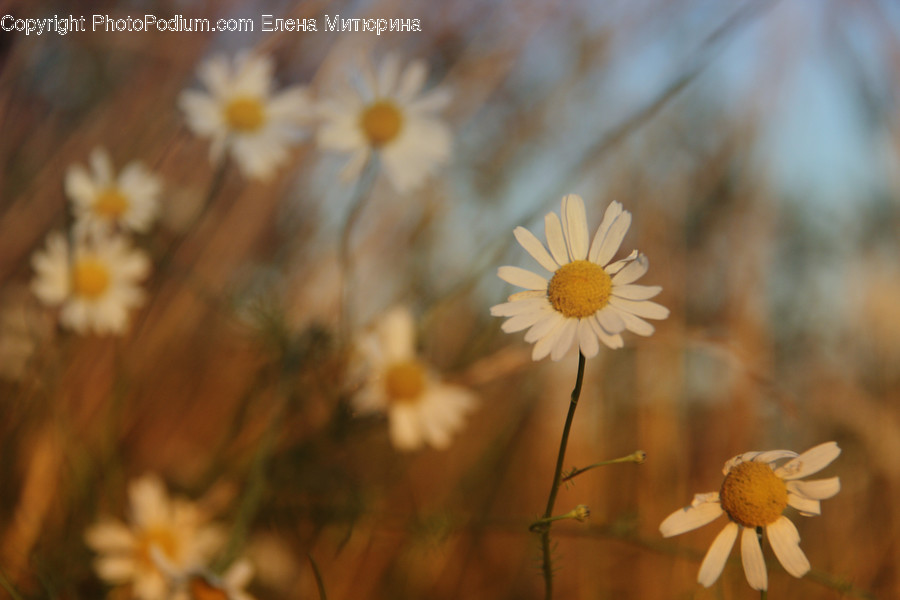 Blossom, Daisies, Daisy, Flora, Flower
