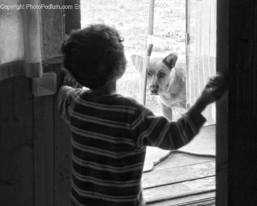 Animal, Canine, Dog, Mammal, Pet