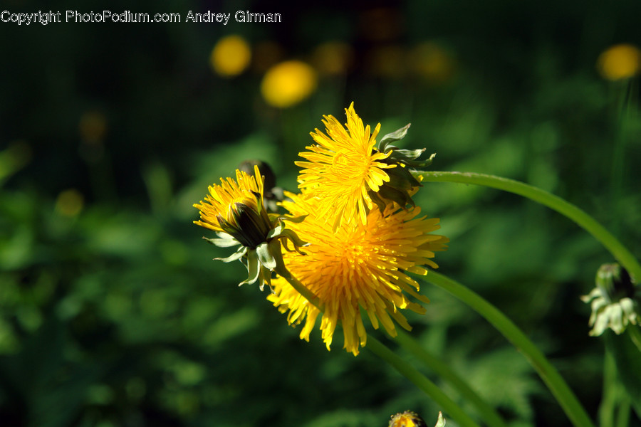 Blossom, Dandelion, Flora, Flower, Plant