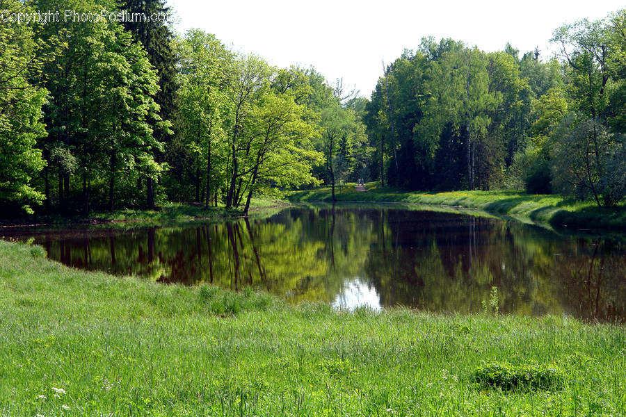 Outdoors, Pond, Water, Flora, Grass