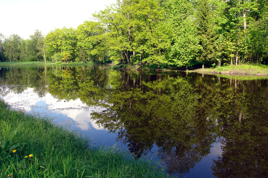 Outdoors, Pond, Water, Flora, Plant